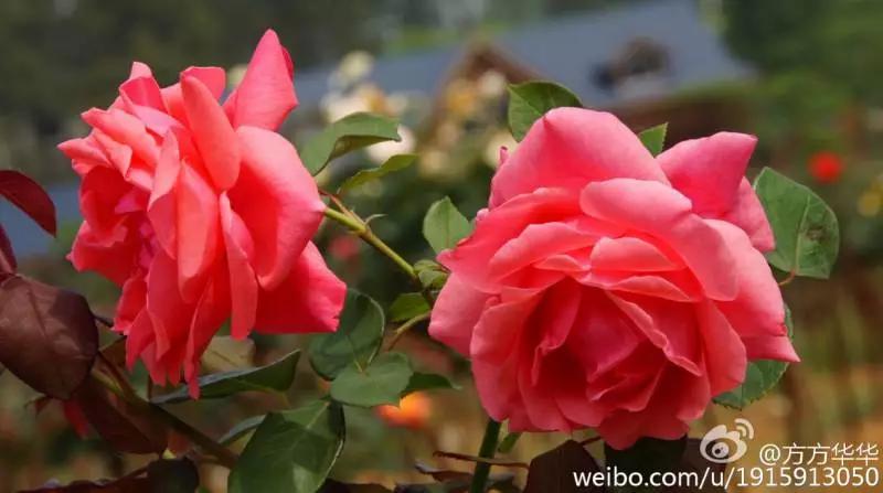 正是玫瑰盛开时,南京的玫瑰园盛开的季节是何时