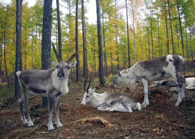 海拉尔城堡旅游攻略,海拉尔玩的地方攻略