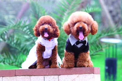 日天日地日空气的狗是什么狗,泰迪天天都在发情怎么办