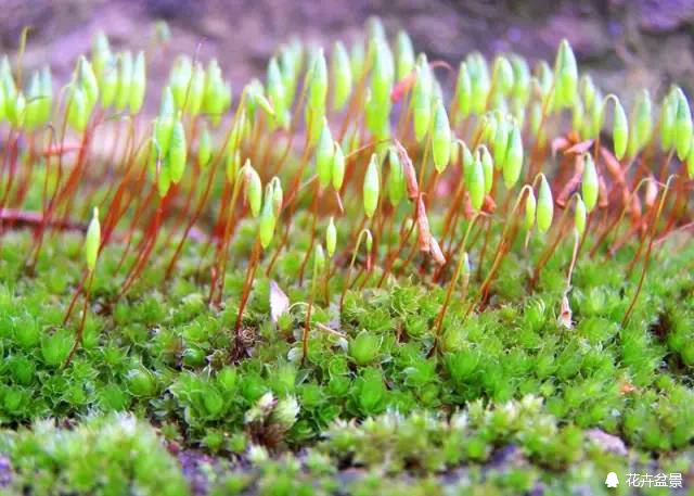 苔痕上阶绿草色入帘青妙在哪里,苔痕上阶绿草色入帘青全文