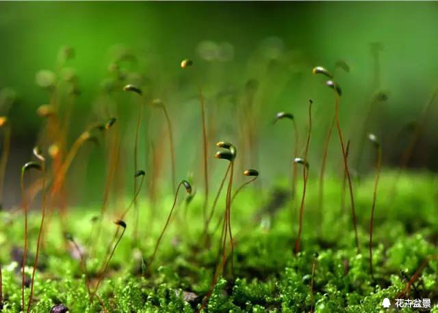 苔痕上阶绿草色入帘青妙在哪里,苔痕上阶绿草色入帘青全文