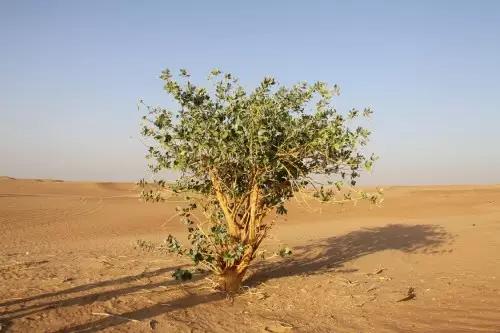 一广州人去迪拜，但最后回来哭着说