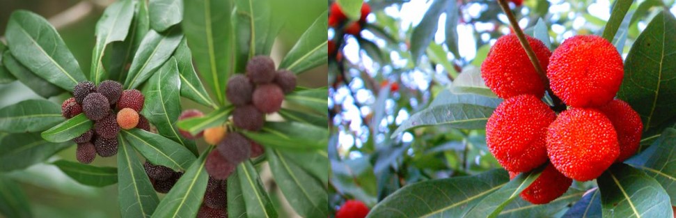 担心杨梅生虫不敢吃用什么方法,杨梅长虫子可以吃吗