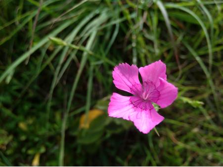 oppor9哪个系列好用 (oppor9 2019年)