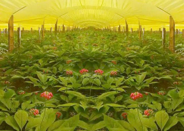 人参高效栽培新技术,大田人参种植技术全过程