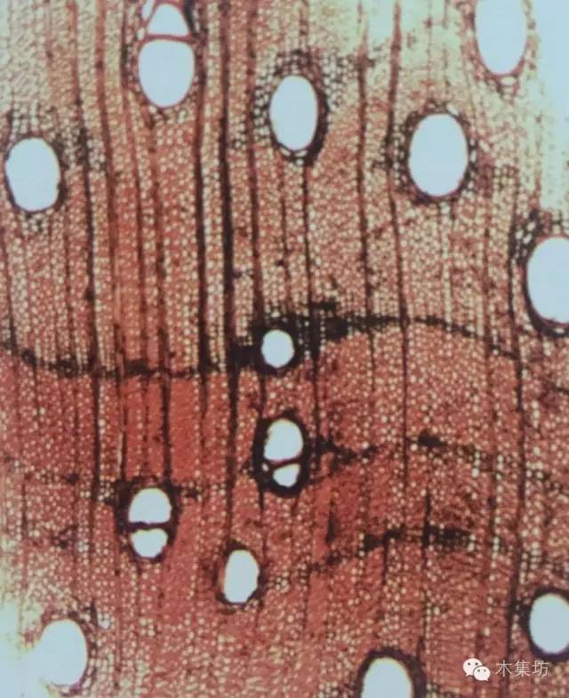 阔叶黄檀哪个国家的木头,阔叶黄檀木材如何处理