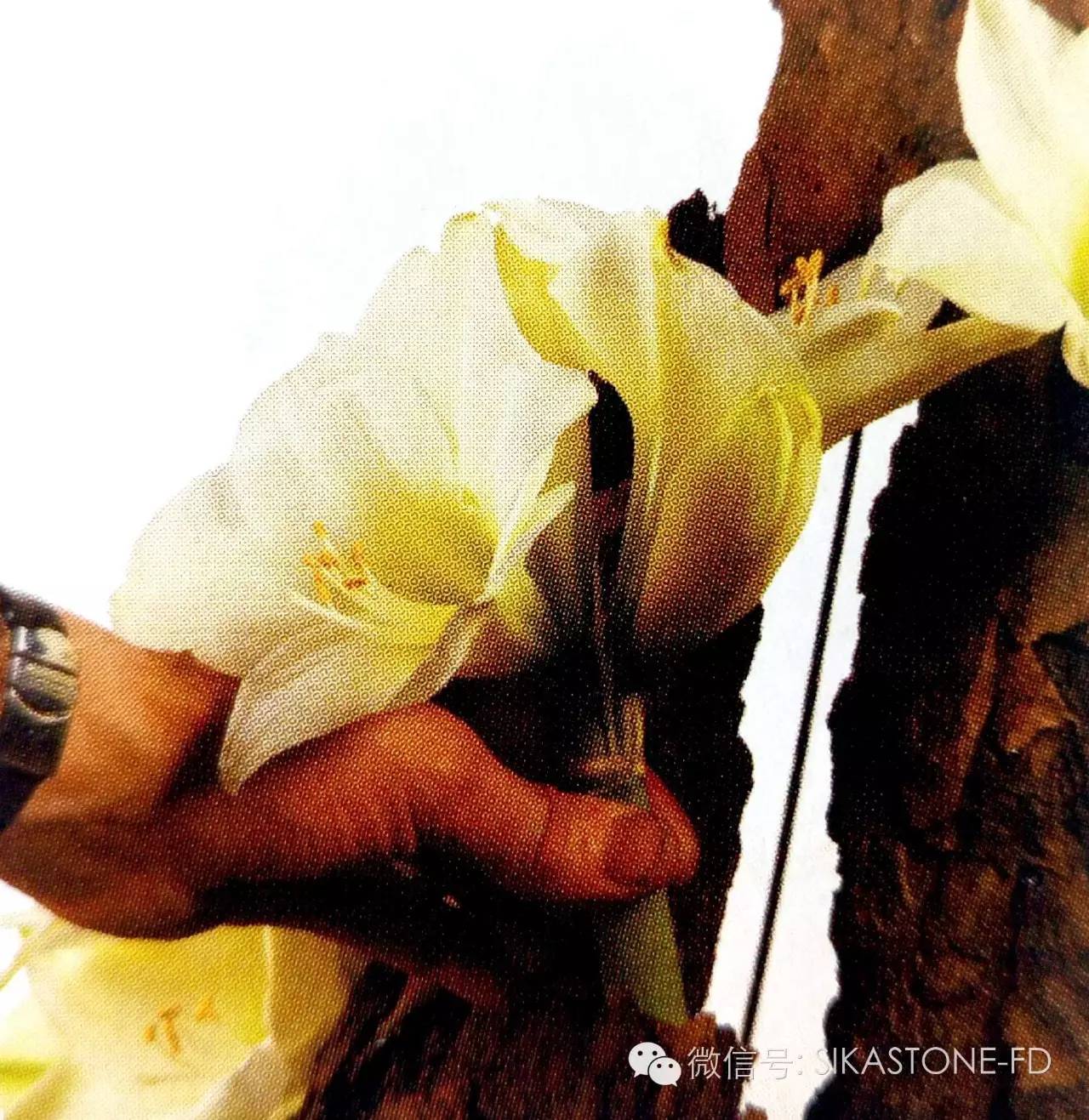 创意花艺教程简单易学,自然式花艺制作全过程