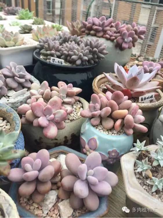 开挂区养多肉好吗,看完这些对比图你就明白了