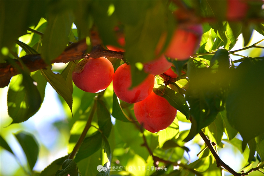 寻觅夏季的清凉,寻觅市井烟火感受光阴阑珊