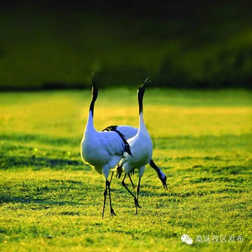 旅游景点介绍以及美食,旅游景点介绍攻略