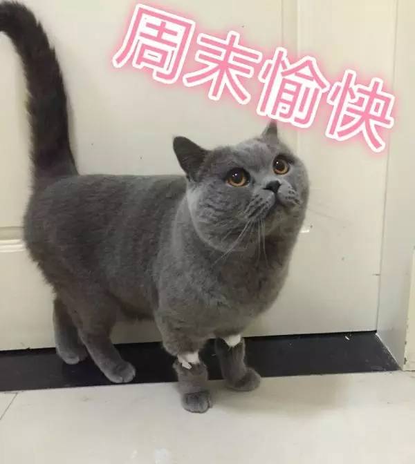 家有吉祥招财猫,家有招财猫还有聚宝盆