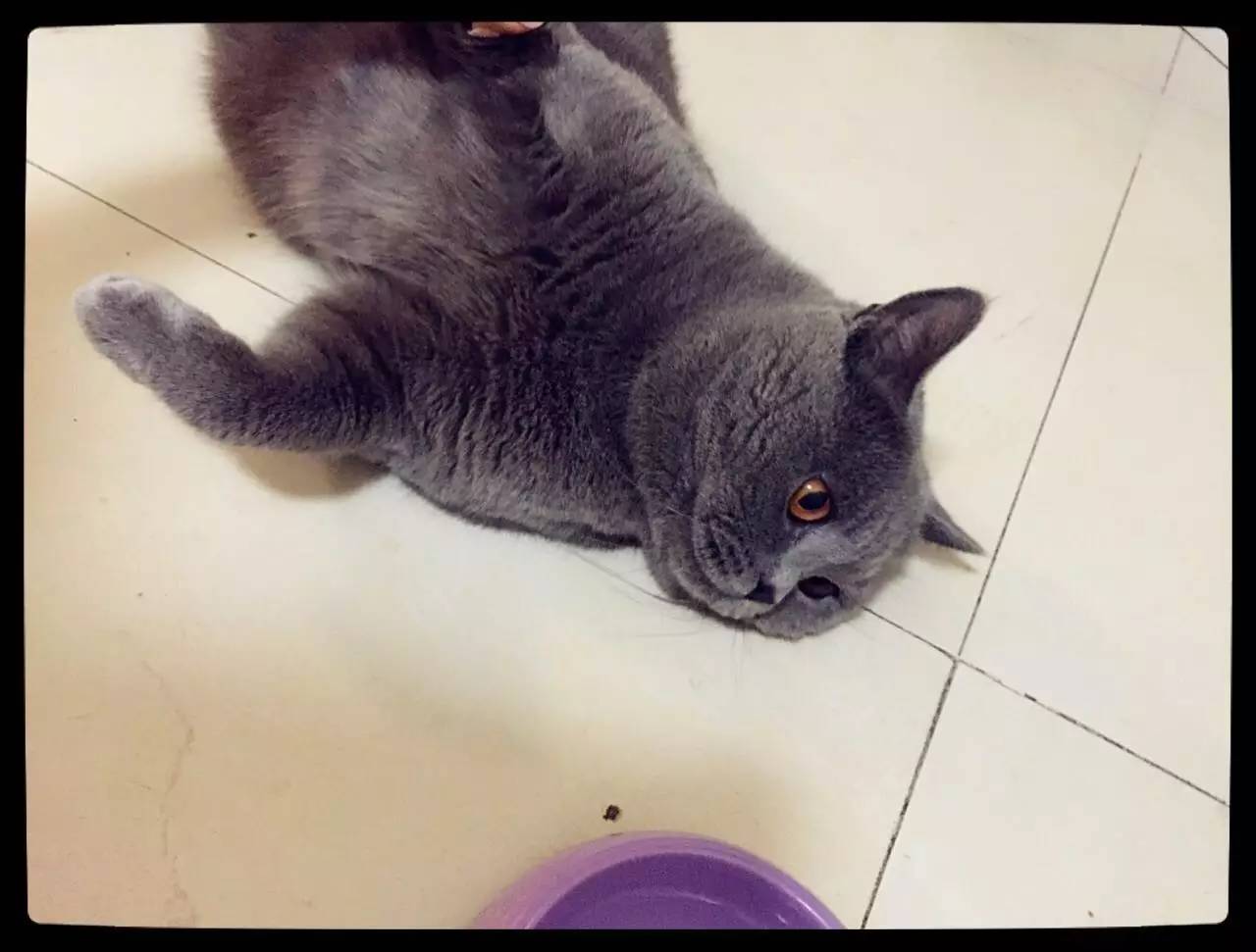 家有吉祥招财猫,家有招财猫还有聚宝盆