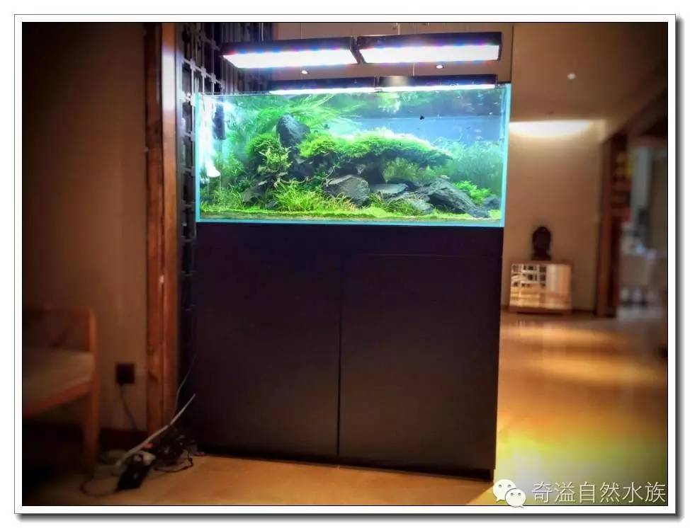 水族新手养鱼攻略,鱼缸养鱼攻略新手必备