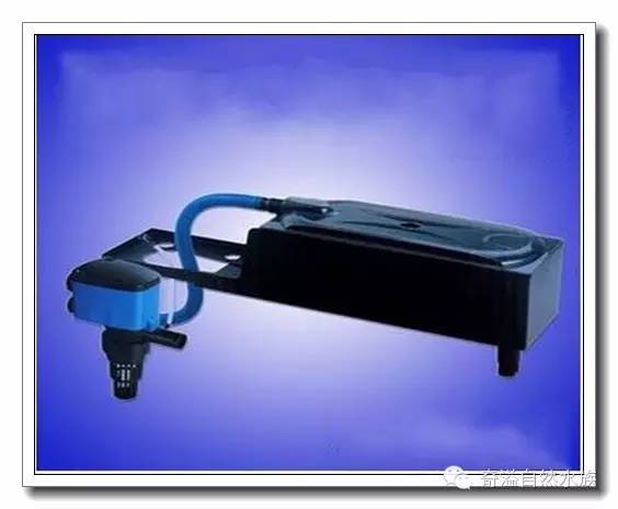 水族新手养鱼攻略,鱼缸养鱼攻略新手必备