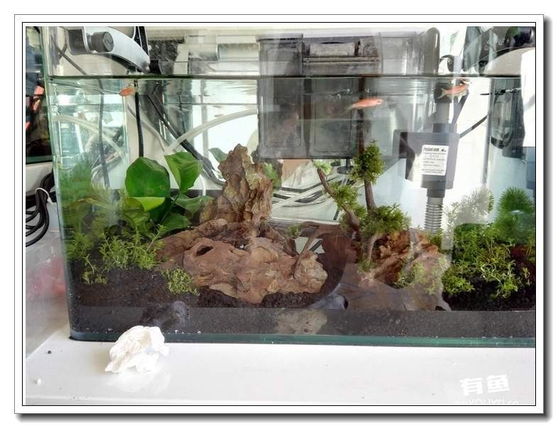 水族新手养鱼攻略,鱼缸养鱼攻略新手必备