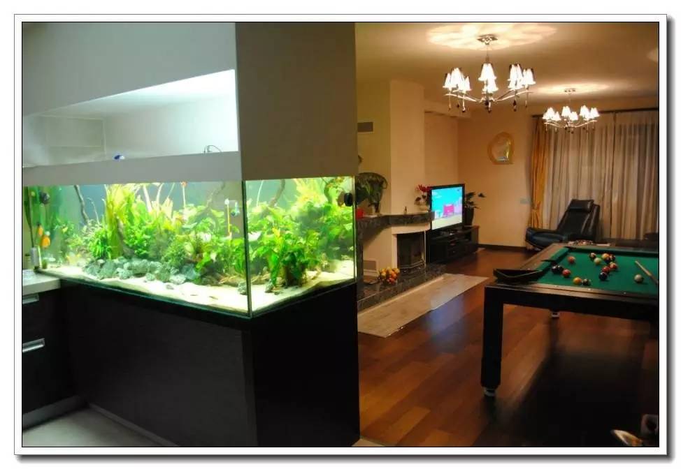 水族新手养鱼攻略,鱼缸养鱼攻略新手必备