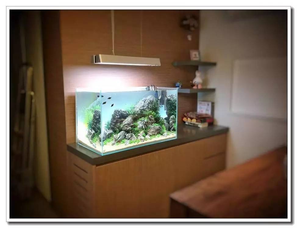 水族新手养鱼攻略,鱼缸养鱼攻略新手必备