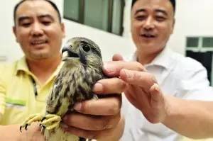 通报燃放礼花弹造成多人被崩伤车受损嫌疑人被刑拘