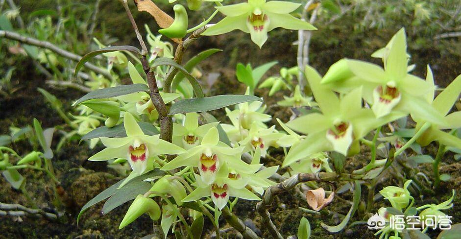铁皮石斛野生跟种植区别,临桂区铁皮石斛种植基地