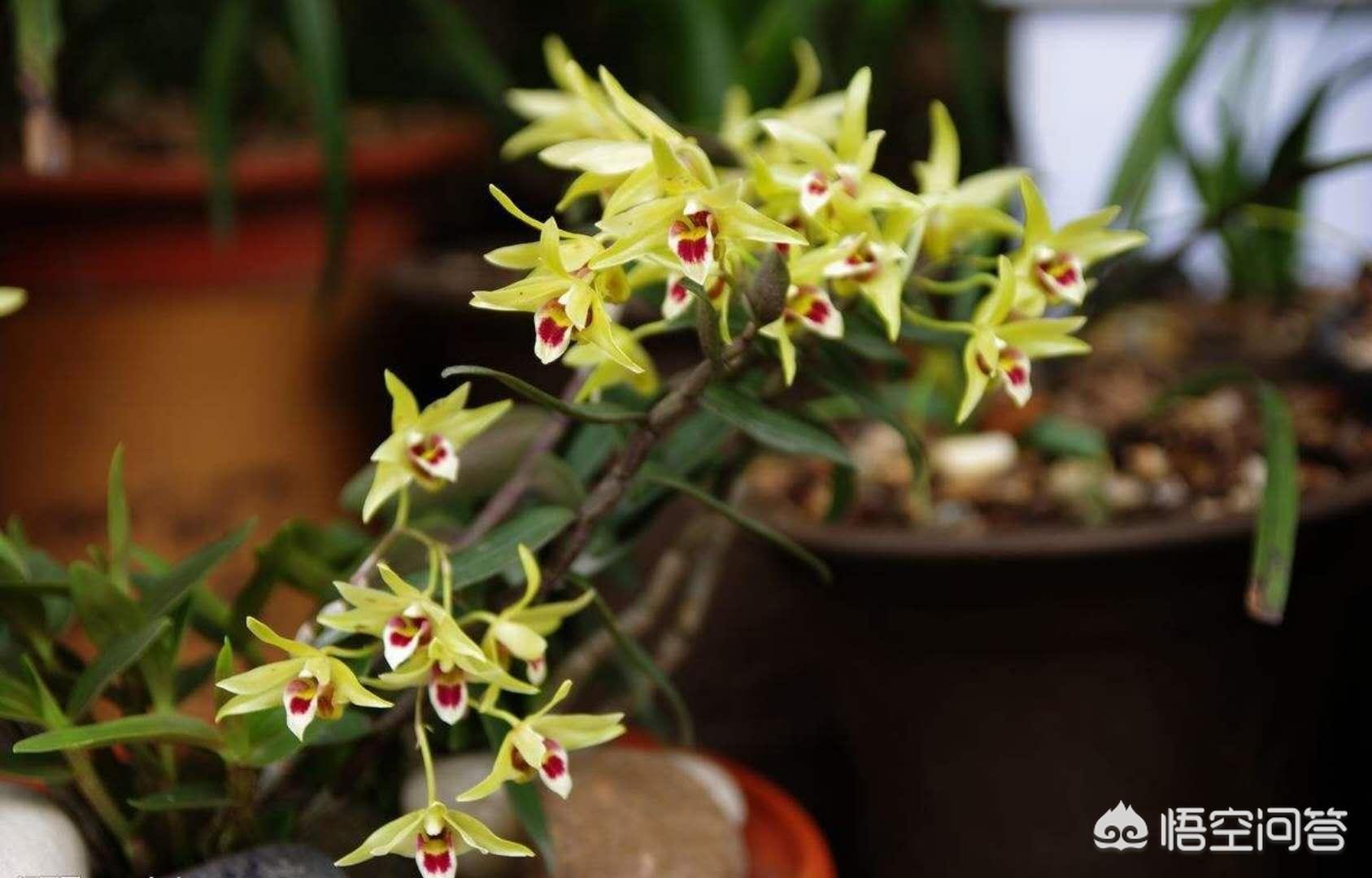 铁皮石斛野生跟种植区别,临桂区铁皮石斛种植基地