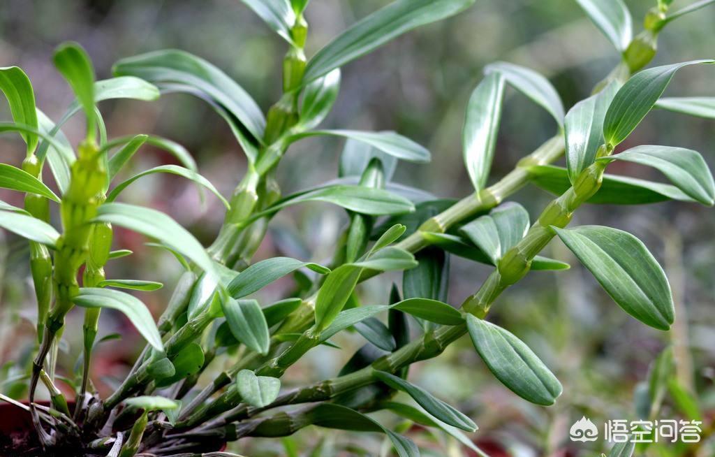 铁皮石斛野生跟种植区别,临桂区铁皮石斛种植基地