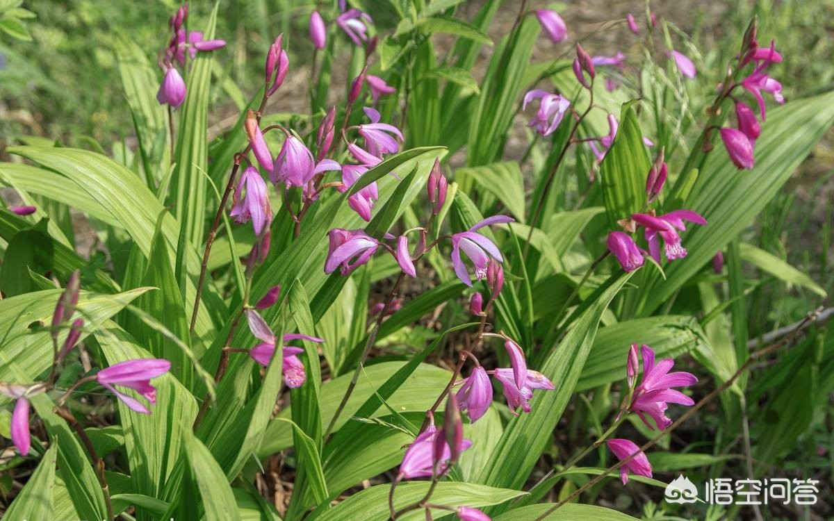 白芨的种植前景和黄精哪个好,白芨种植技术视频直播
