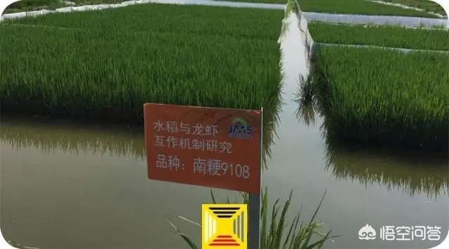 小龙虾市场的机会与威胁,小龙虾市场如何发展起来