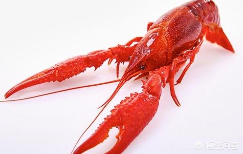 小龙虾市场的机会与威胁,小龙虾市场如何发展起来