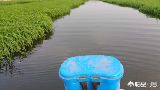 龙虾养殖池塘种什么好,龙虾池塘的水浑浊怎么处理