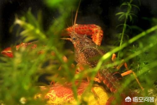 小龙虾市场的机会与威胁,小龙虾市场如何发展起来