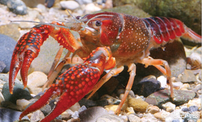 小龙虾保存方法和注意事项,小龙虾养殖中要注意哪些