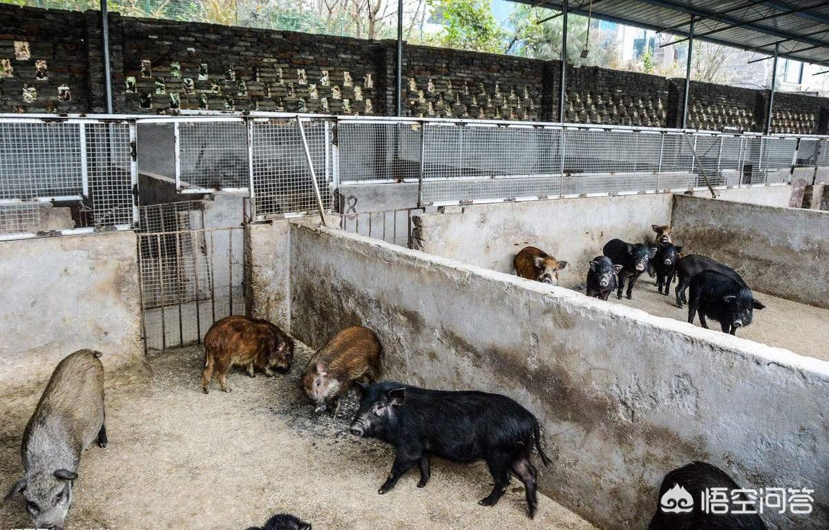 在农村养香猪赚钱吗,养野猪农村