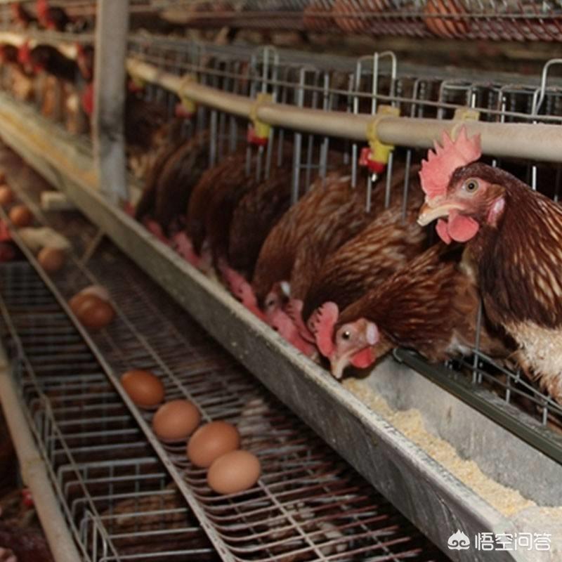 蛋鸡养殖产蛋量受哪些影响,蛋鸡养殖要注意哪些生产安全