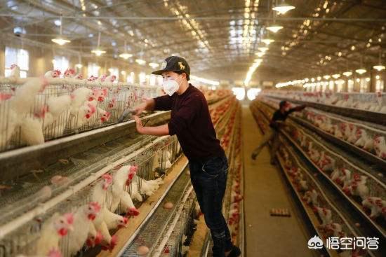 蛋鸡养殖产蛋量受哪些影响,蛋鸡养殖要注意哪些生产安全