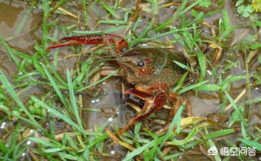 小龙虾保存方法和注意事项,小龙虾养殖中要注意哪些