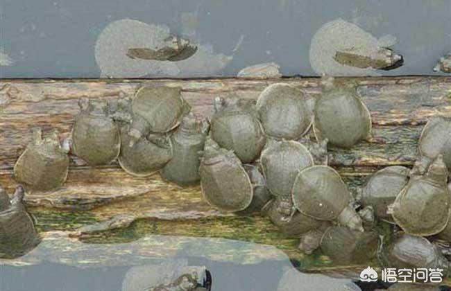 甲鱼的养殖前景行情怎么样,甲鱼如何养殖成本利润怎么样