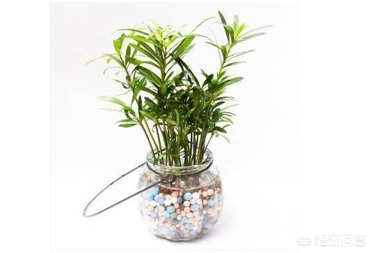 水培盆栽植物栽种方法视频,水培盆怎么种植绿植