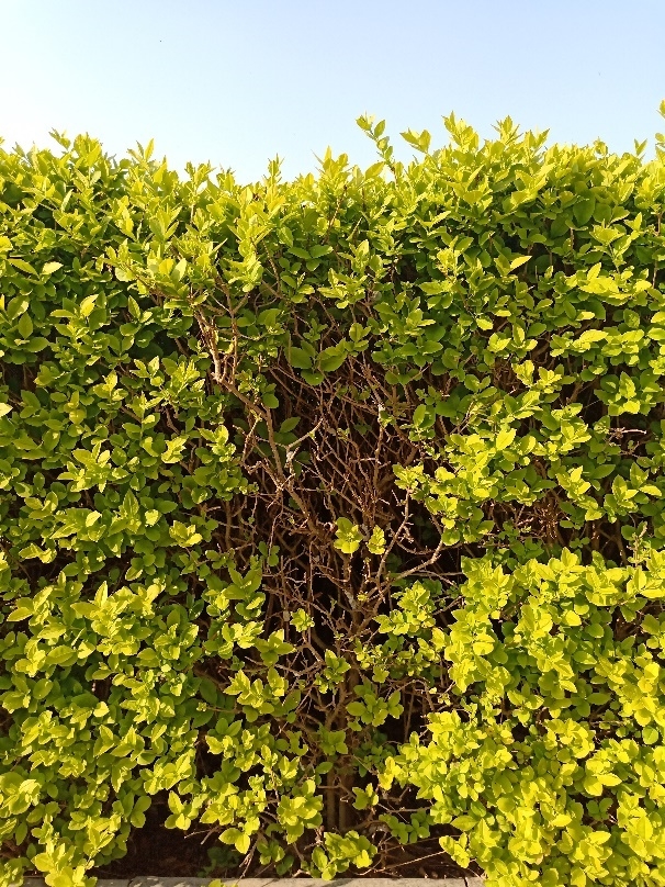 最超值的异形全面屏！OPPOR15评测：全系6+128