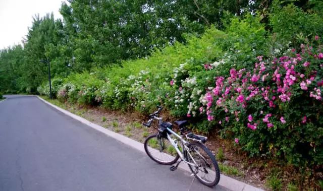 秦皇岛黄金海岸骑行,河北秦皇岛清明假期周边骑行