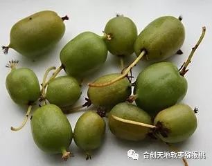 软枣猕猴桃七大禁忌广告,猕猴桃管理风险及防范措施