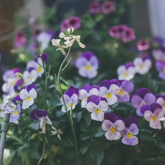 这个男孩子回家租了快地，过起了归园田居的日子