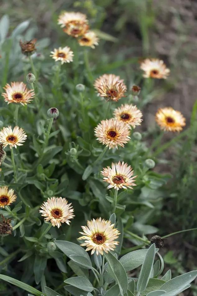 这个男孩子回家租了快地，过起了归园田居的日子