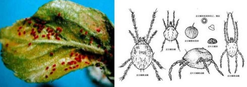 多肉生蚜虫介壳虫什么样,多肉蚜虫最简单有效的防治方法