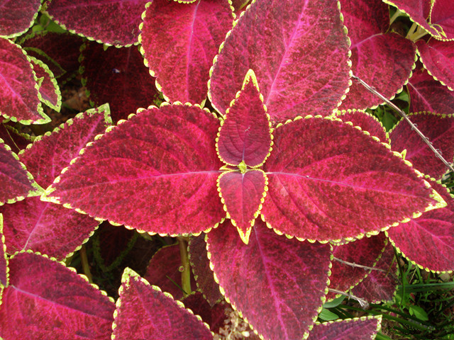 现在季节养哪些观叶观花的植物,室内水培观叶植物100种名字