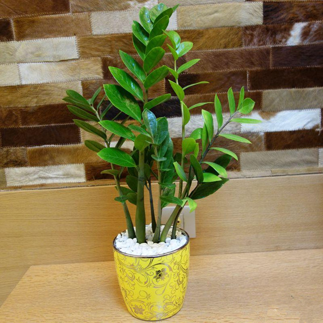 现在季节养哪些观叶观花的植物,室内水培观叶植物100种名字