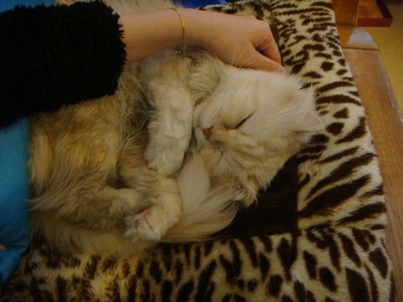 关于猫瘟的三个必知常识，养猫人士必须要知道