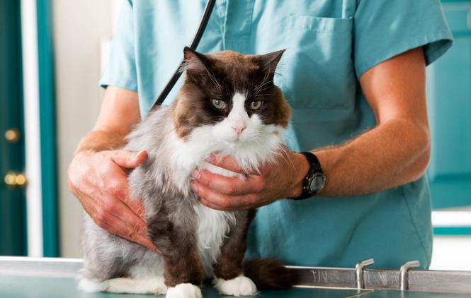 关于猫瘟的三个必知常识，养猫人士必须要知道