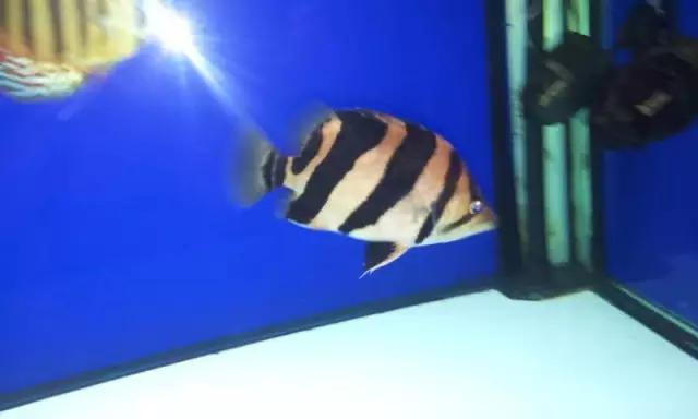 鍗板凹铏庡拰娉板寳铏庡摢涓ソ,鍗板凹铏庡ソ杩樻槸鑻忛棬绛旇厞铏庡ソ