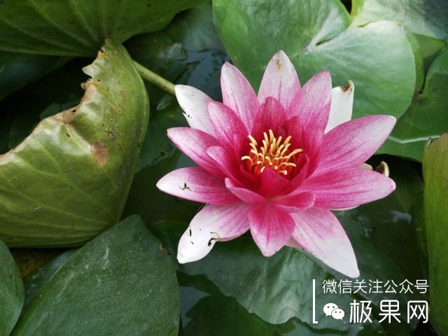 翻转吧摄像头,前后都能照出完美的照片:荣耀7i体验