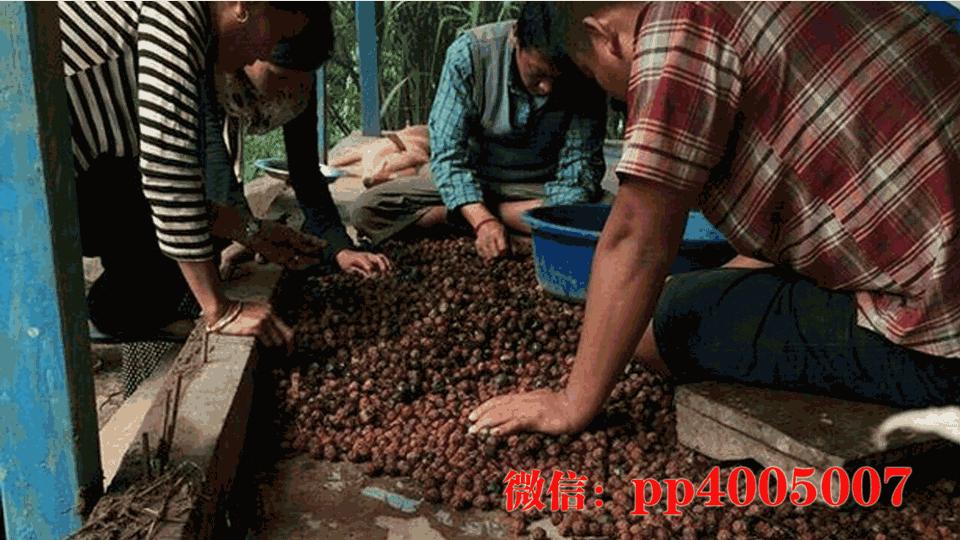 天台菩提手串,天台菩提是什么